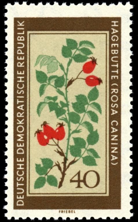 (1960-016) Марка Германия (ГДР) "Шиповник" Лекарственные растения II 