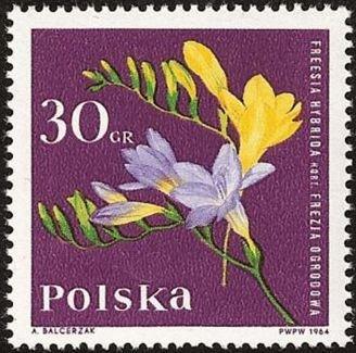 (1964-084) Марка Польша "Фрезия" , III O