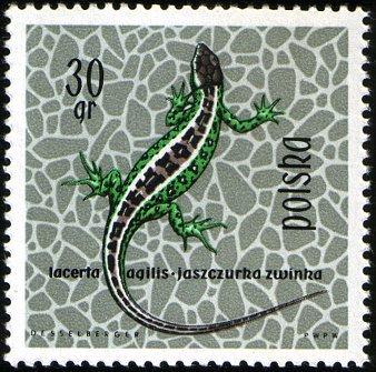 (1963-024) Марка Польша "Ящерица" Рептилии и амфибии II 