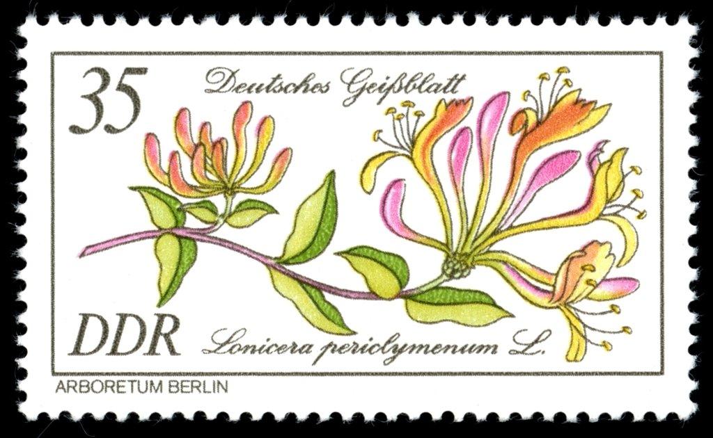 (1981-007) Марка Германия (ГДР) "Жимолость вьющаяся" Растения III 