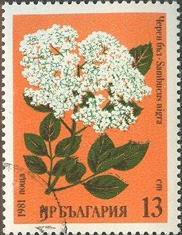 (1981-006) Марка Болгария "Бузина " Лекарственные растения II 