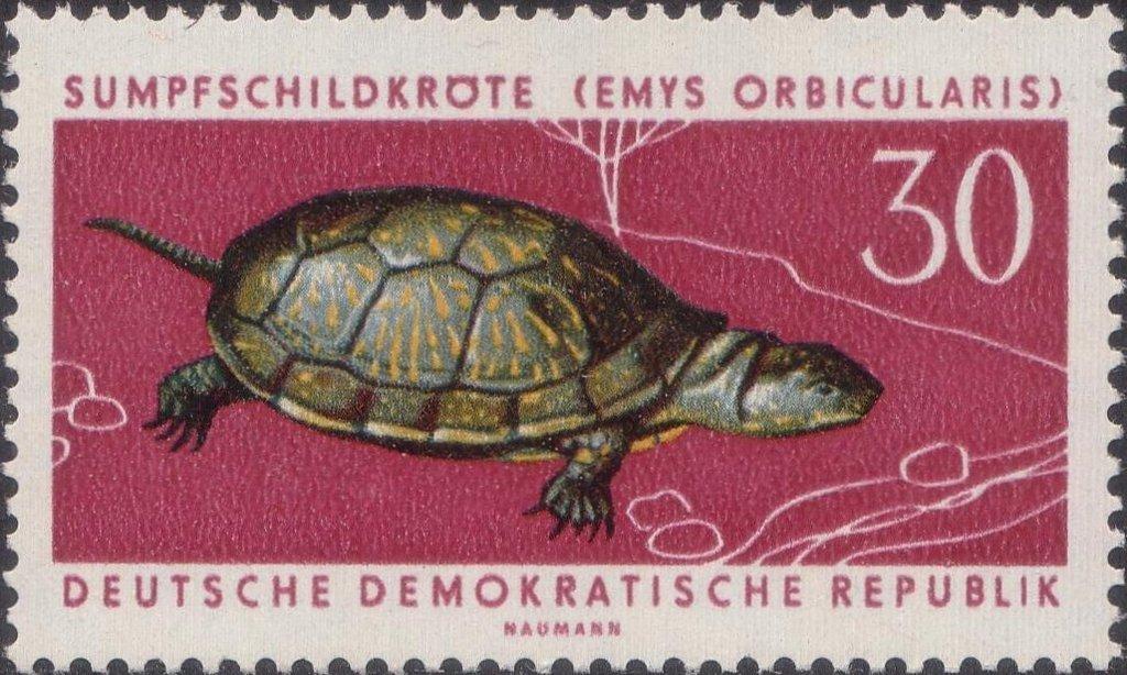 (1963-048) Марка Германия (ГДР) "Болотная черепаха" Охраняемые животные II 