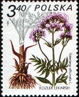 (1980-045) Марка Польша "Валериана лекарственная" Лекарственное растение III 