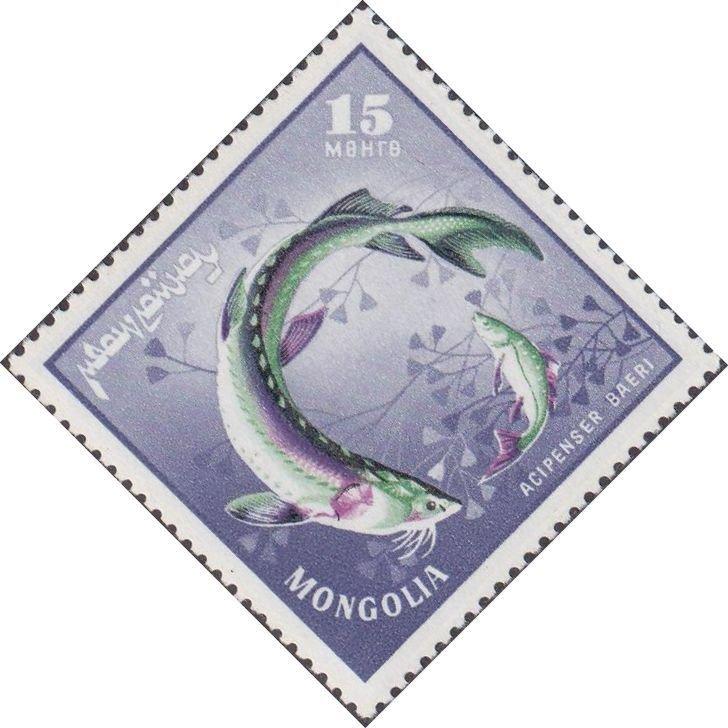 (1965-025) Марка Монголия "Осетр" Речные хищные рыбы III 