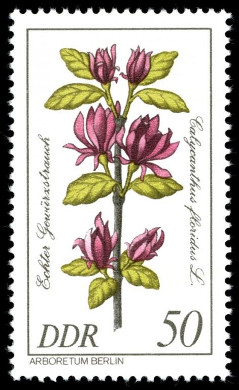 (1981-008) Марка Германия (ГДР) "Каликант цветущий" Растения III 