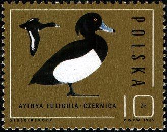 (1985-041) Марка Польша "Хохлатая чернеть" Охрана природы. Дикие утки III 