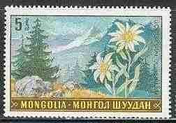 (1969-020) Марка Монголия "Эдельвейс" Растительный мир Монголии III O