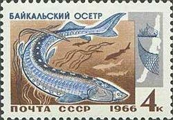 (1966-093) Марка СССР "Осетр" Промысловые рыбы Байкала II O