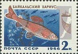 (1966-092) Марка СССР "Хариус" Промысловые рыбы Байкала III 