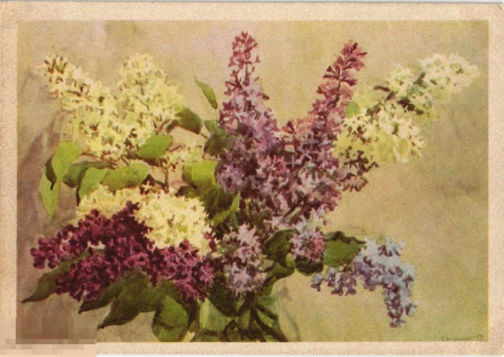 (WG) Цветы Сирень 1962 Купецио (2023-103)