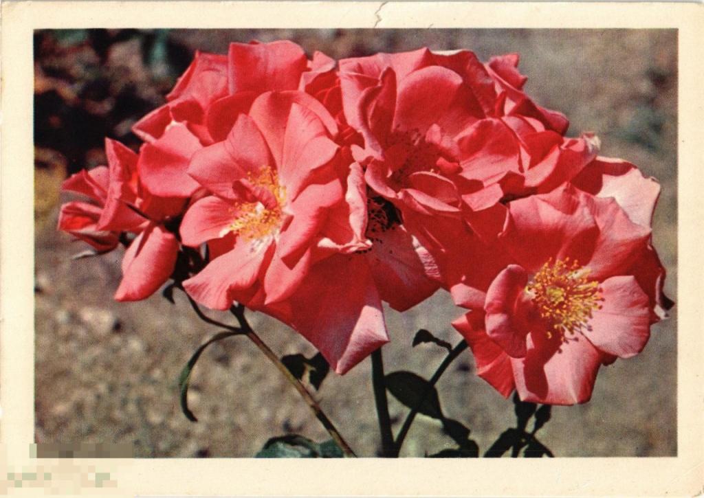 (WG) Цветы композиция 1967 Смоляков (2023-136) чистая