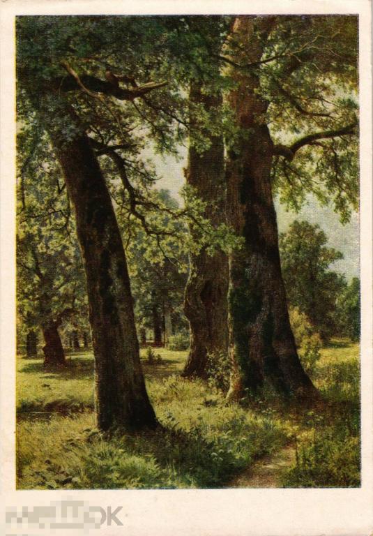 (WG) Живопись Дубы 1955 Шишкин (2023-142) Чистая