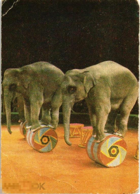 (WG) Союзгосцирк 1981 Слоны Корнилова  (2024-63)