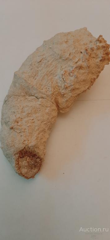 Ругоза Gshelia, обросшая кораллом Aulopora.