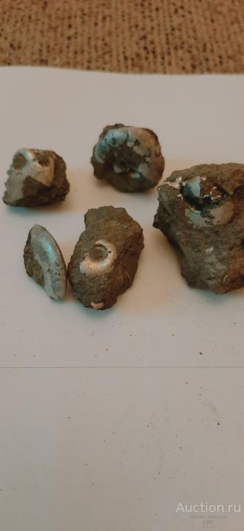 Маленькие юрские аммониты, 5 шт.