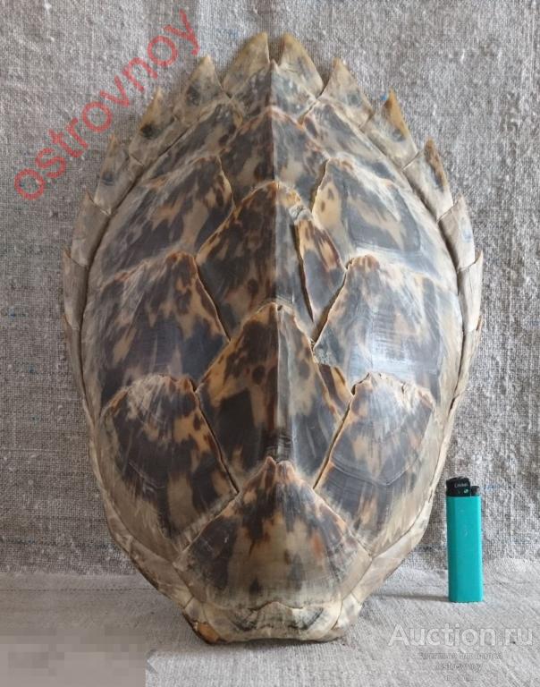 Панцирь большой морской черепахи, 41 х 30 см. Куба. Интерьер.