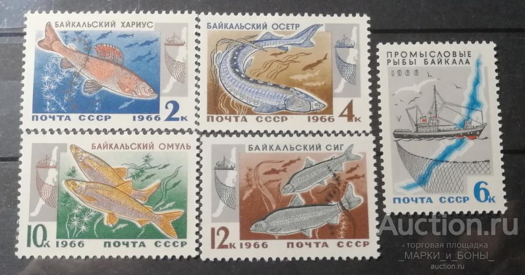 1966г. СССР. Промысловые рыбы Байкала. 5 марок Чистые* (наклейка) (8-170)
