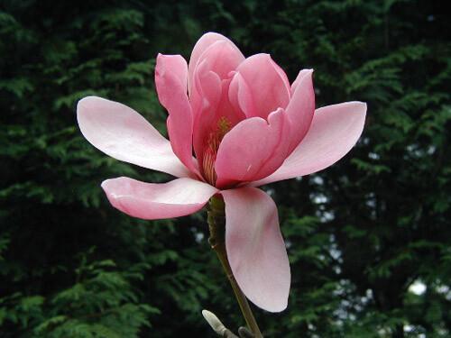 Магнолия СЕМЕНА и САЖЕНЦЫ   магнолии ФИЛА СЭВИДЖА  США       ЛОТ 15/10