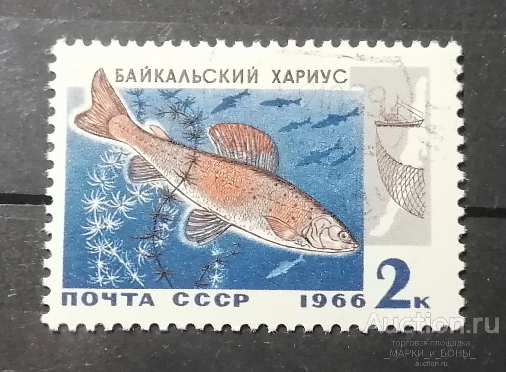 1966г. СССР. Промысловые рыбы Байкала. Байкальский хариус. Гашение (8-170)