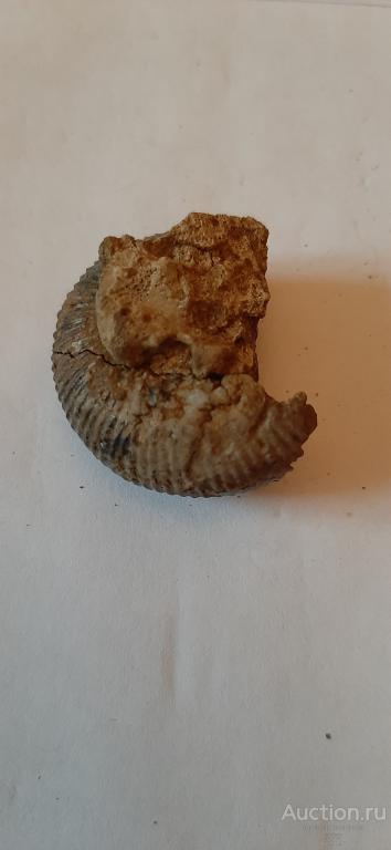 Аммонит Kepplerites.