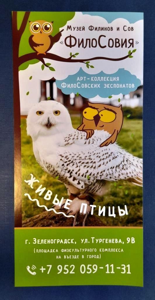 Музей Филинов и Сов ФилоСовия Зеленоградск