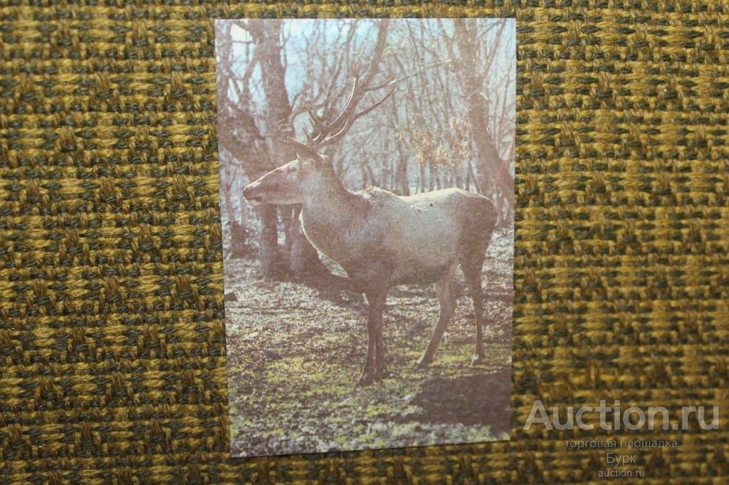 карманный календарик СССР 1989 Издательство Кавказская здравница Олень фауна