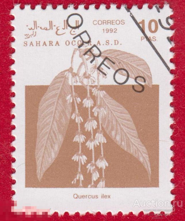 Марка Западная Сахара 1992 год. Дуб каменный вид рода Дуб семейства Буковые. Деревья