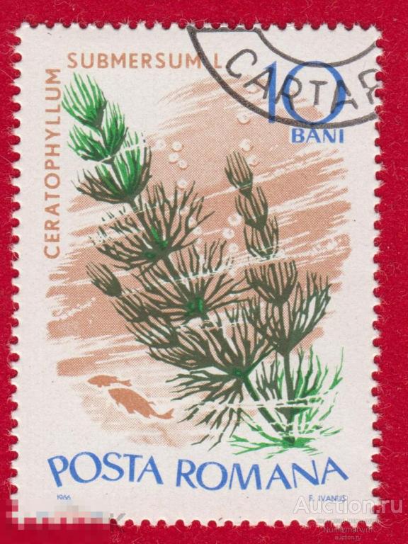 Марка Румыния 1966 год. Роголистник полупогружённый Семейство Роголистник Род Роголистник