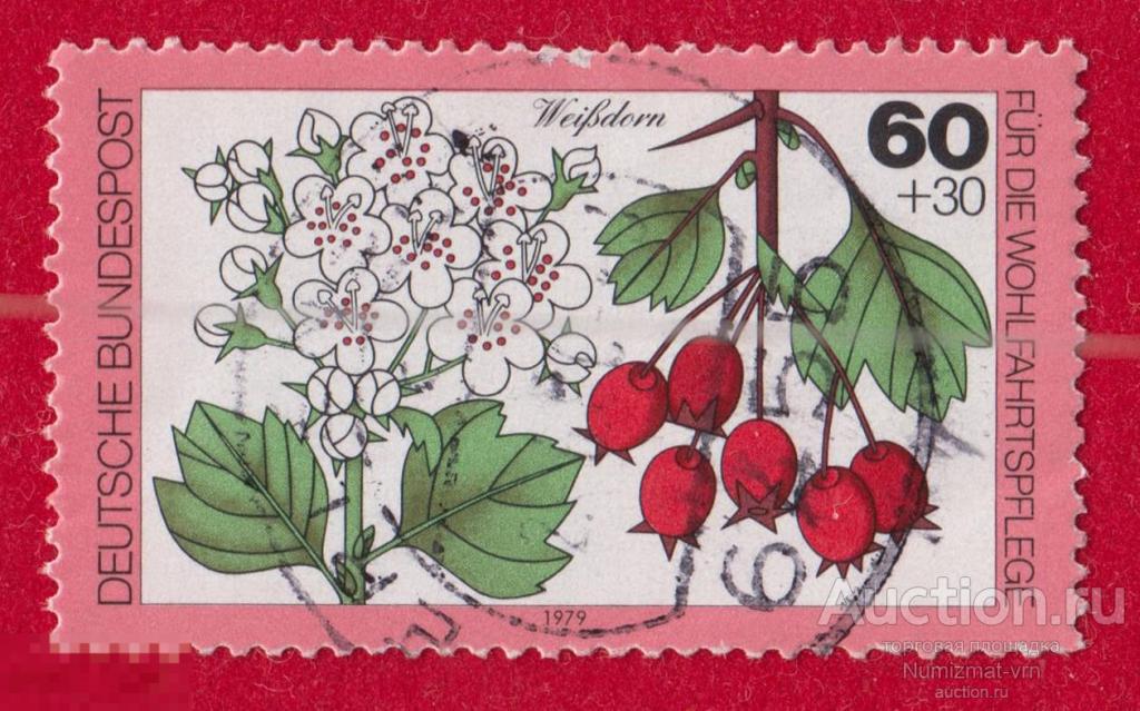 Марка ФРГ 1979 год. Боярышник Семейство Розовые Rosaceae Деревья и кустарники. Редкие