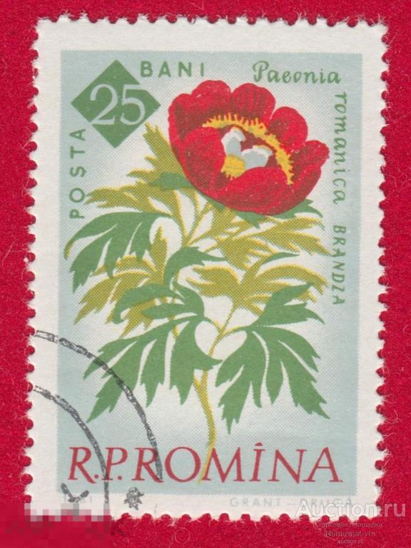 Марка Румыния 1961 год. Пион Единственный род семейства Пионовые, Цветы