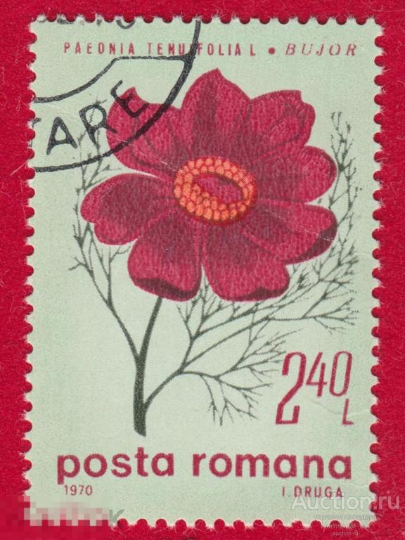 Марка Румыния 1970 год. Пион Tenuifolia Rubra Plena (Тенуфолия Рубра Плена) Цветы