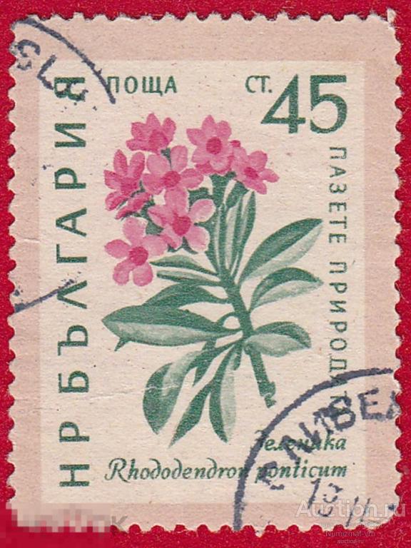 Марка Болгария 1961 год. Рододендрон понтийский кустарник рода Рододендрон семейства Вересковые.