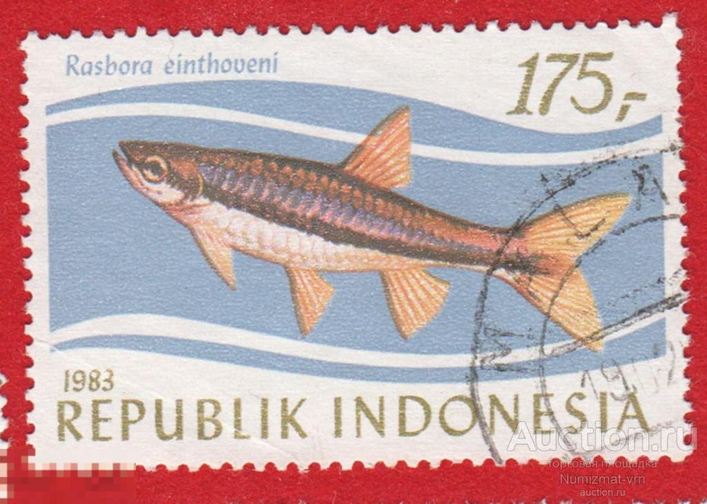 Марка Индонезия 1983 год. Блестящая Расбора, Rasbora einthovenii, семейство Cyprinida. рыбы