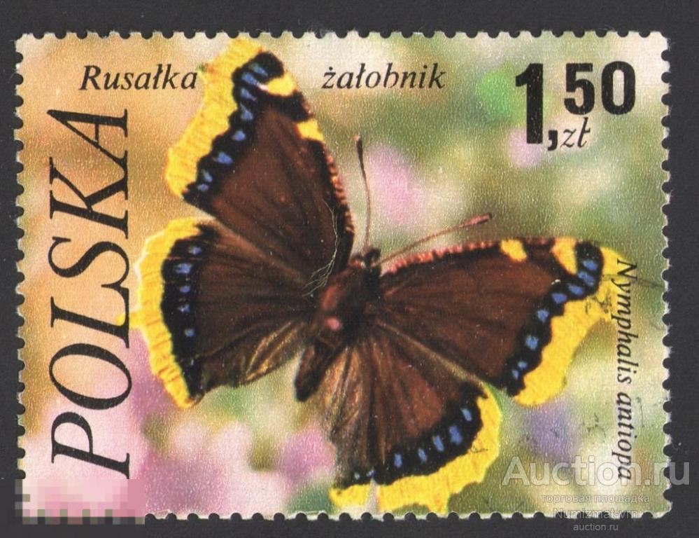 Марка Польша 1977 год. Траурница Бабочка Семейство Нимфалиды Nymphalidae бабочки