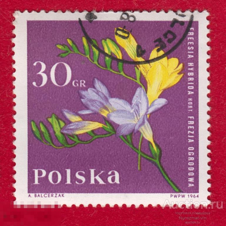 Марка Польша 1964 год. Фрезия Цветок семейства Ирисовые. Редкость!