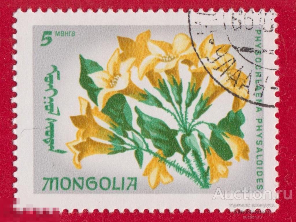 Марка Монголия 1966 год. Пузырница физалисовая - Physochlaina physaloides пасленовые Цветы