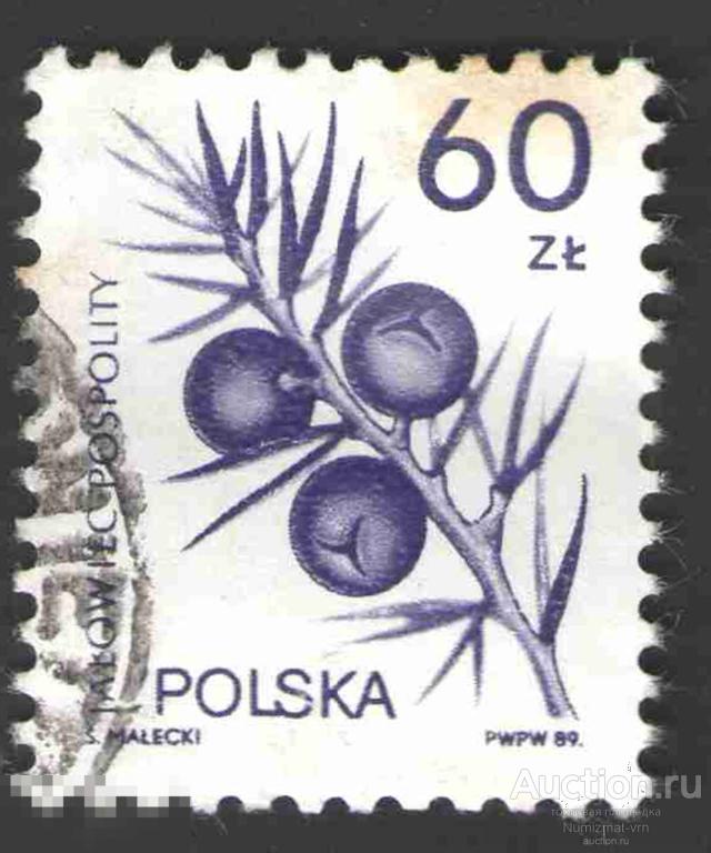 Марка Польша 1989 год. Можжевельник обыкновенный Растение Цветы