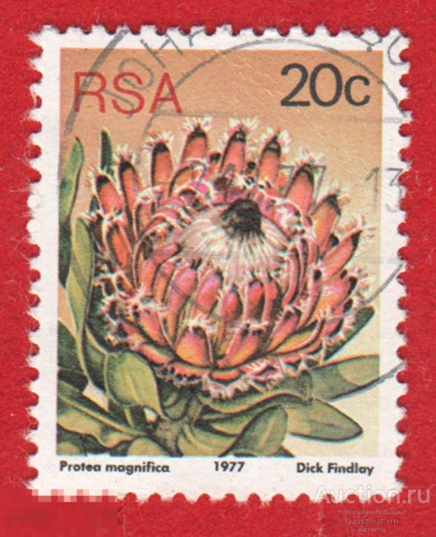 Марка ЮАР 1977 год.Protea magnifica цветковое растение рода Протея. Цветы Цветок