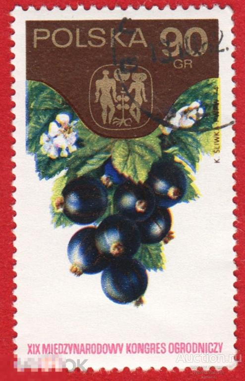 Марка Польша 1972 год. Смородина. Черная смородина. Ягоды и фрукты.  Цветы