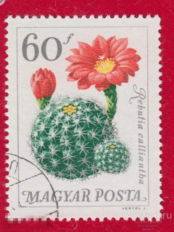 Марка Венгрия 1969 год. Ребуция Rebutia calliantha Кактусы Цветы кактуса. Цветущий