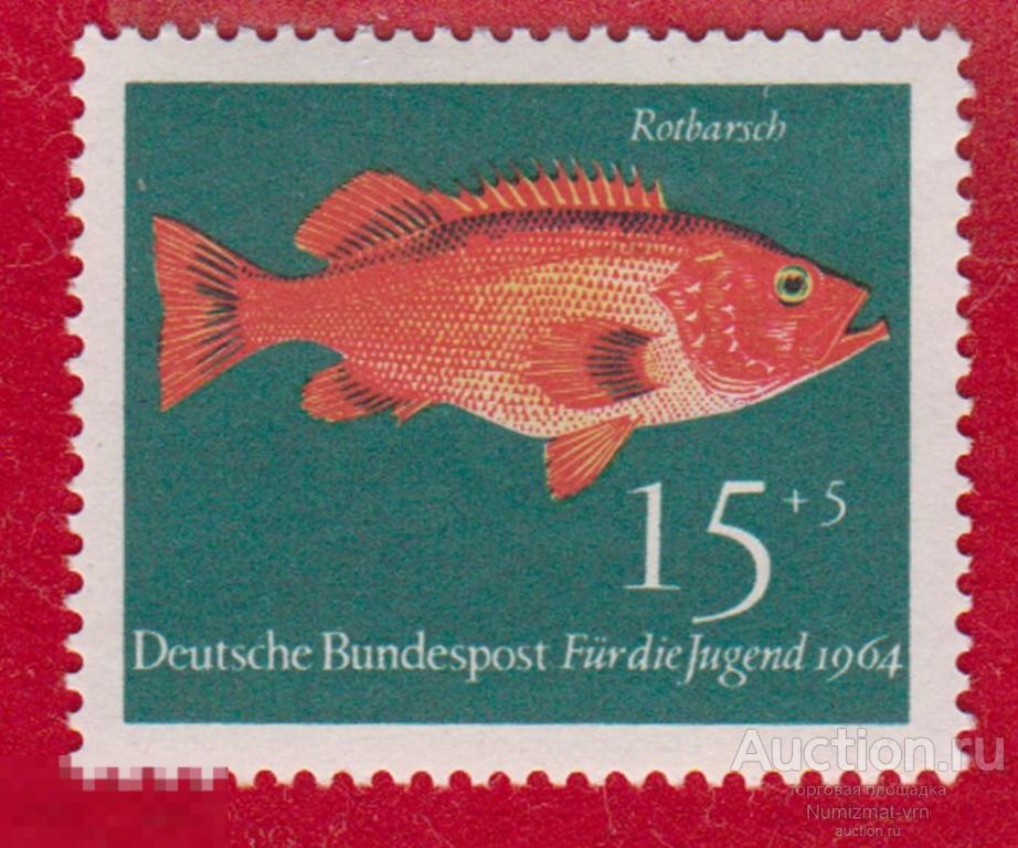 Марка ФРГ 1964 год. Норвежский морской окунь Отряд Скорпенообразные. Рыбы