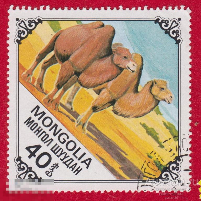 Марка Монголия 1978 год. Верблюд. Верблюды. Двугорбый верблюд. 40