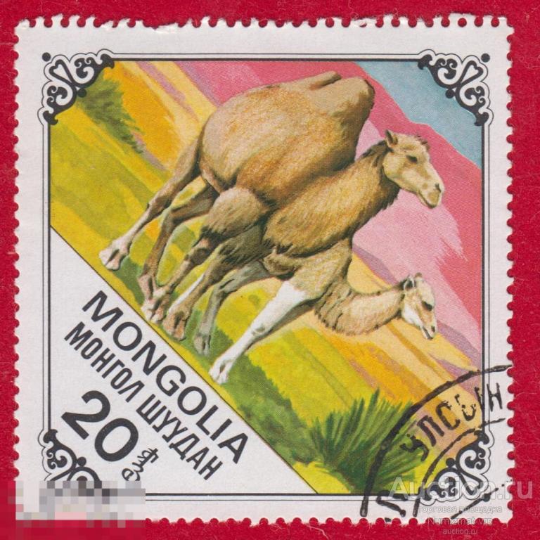 Марка Монголия 1978 год. Верблюд. Верблюды. Двугорбый верблюд. 20