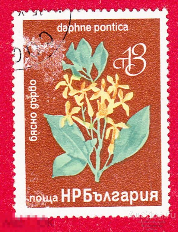 Марка Болгария 1974 год. Волчеягодник понтийский - Daphne pontica  Ягоды фрукты