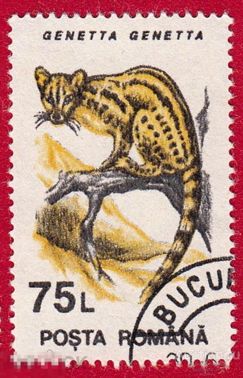 Марка Румыния 1966 год. Генеты Род хищных млекопитающих из семейства виверровых. Пятнистая генетта