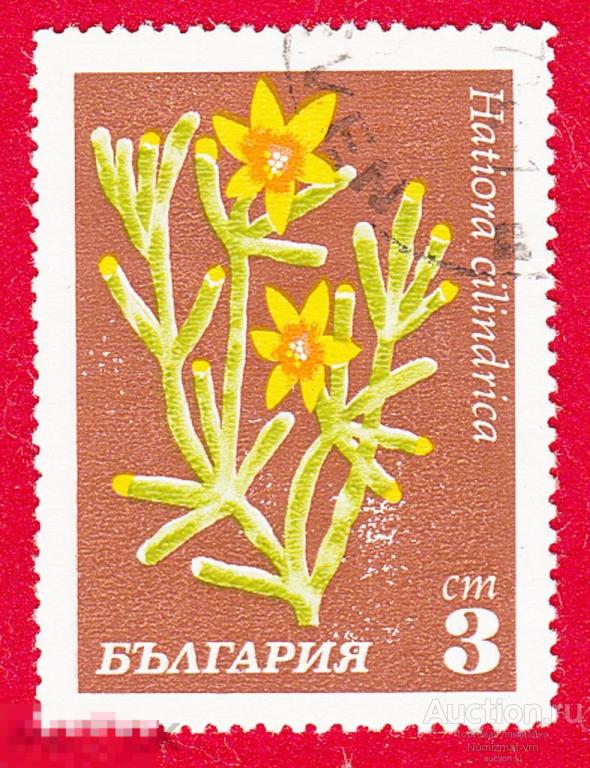 Марка Болгария 1970 год. Хатиора солеросовая Эпифитный кактус, Кактусы. Цветы кактуса. Цветущий