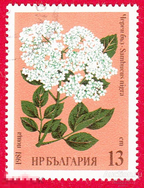 Марка Болгария 1981 год. Бузина чёрная вид рода Бузина семейства Адоксовые. Ягоды фрукты