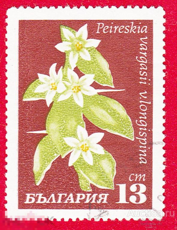 Марка Болгария 1973 год. Переския Род кактусов Америки Кактус. Кактусы. Цветы кактуса. Цветущий