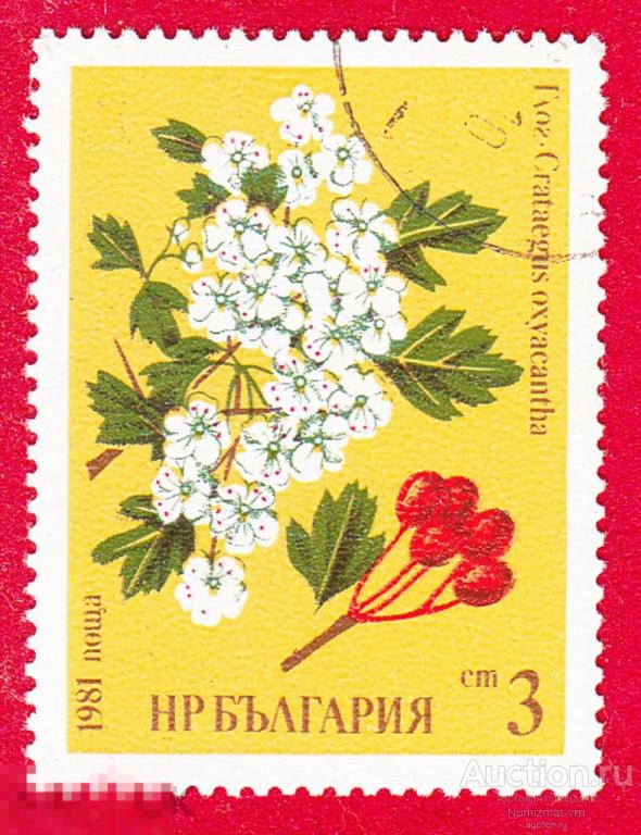 Марка Болгария 1981 год. Боярышник обыкновенный вид рода Боярышник семейства Розовые Ягоды фрукты
