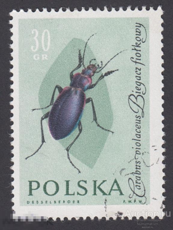 Марка Польша 1961 год. Жужелица фиолетовая Вид жуков-жужелиц из подсемейства собственно жужелиц